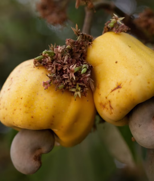 cashew
