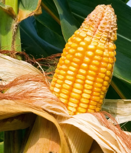 maize