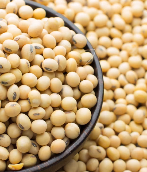 soybean